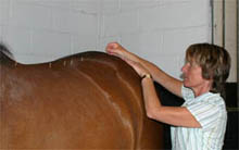 Horse undergoing acupunture treatment